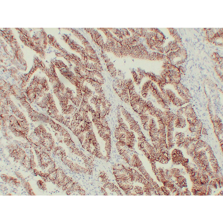 Immunohistochemistry - Anti-Claudin 7 Antibody (V0062) - Antibodies.com