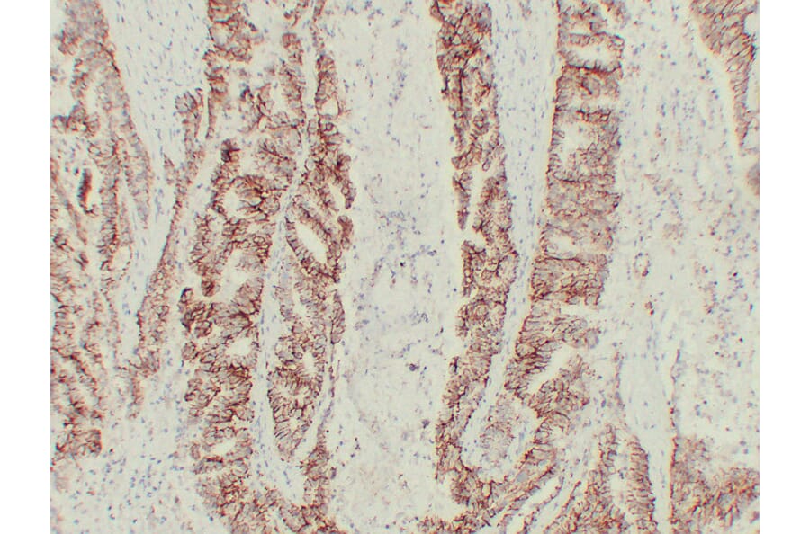 Immunohistochemistry - Anti-Claudin 7 Antibody (V0062) - Antibodies.com