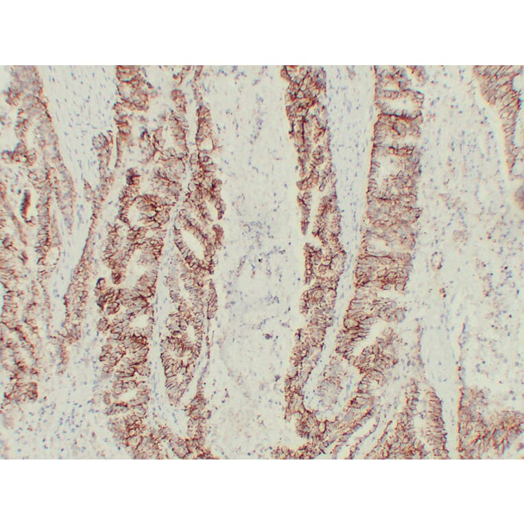 Immunohistochemistry - Anti-Claudin 7 Antibody (V0062) - Antibodies.com