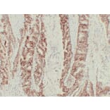 Immunohistochemistry - Anti-Claudin 7 Antibody (V0062) - Antibodies.com