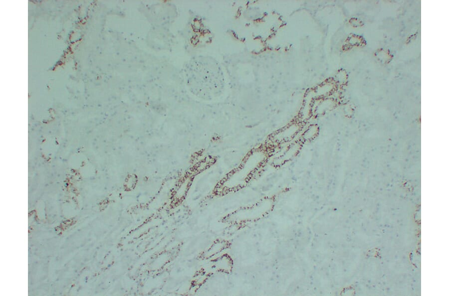 Immunohistochemistry - Anti-Claudin 7 Antibody (V0062) - Antibodies.com