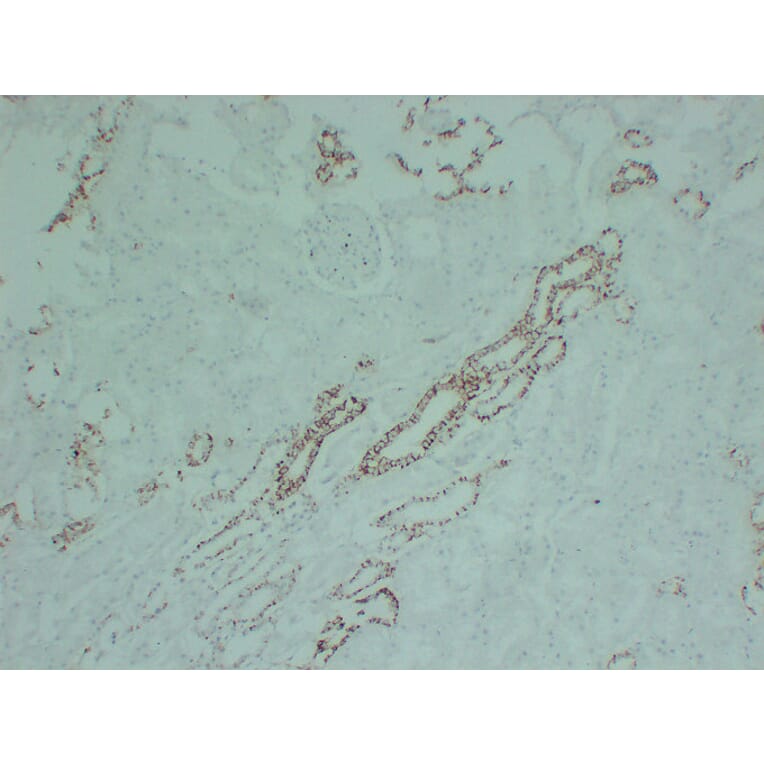 Immunohistochemistry - Anti-Claudin 7 Antibody (V0062) - Antibodies.com