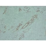 Immunohistochemistry - Anti-Claudin 7 Antibody (V0062) - Antibodies.com