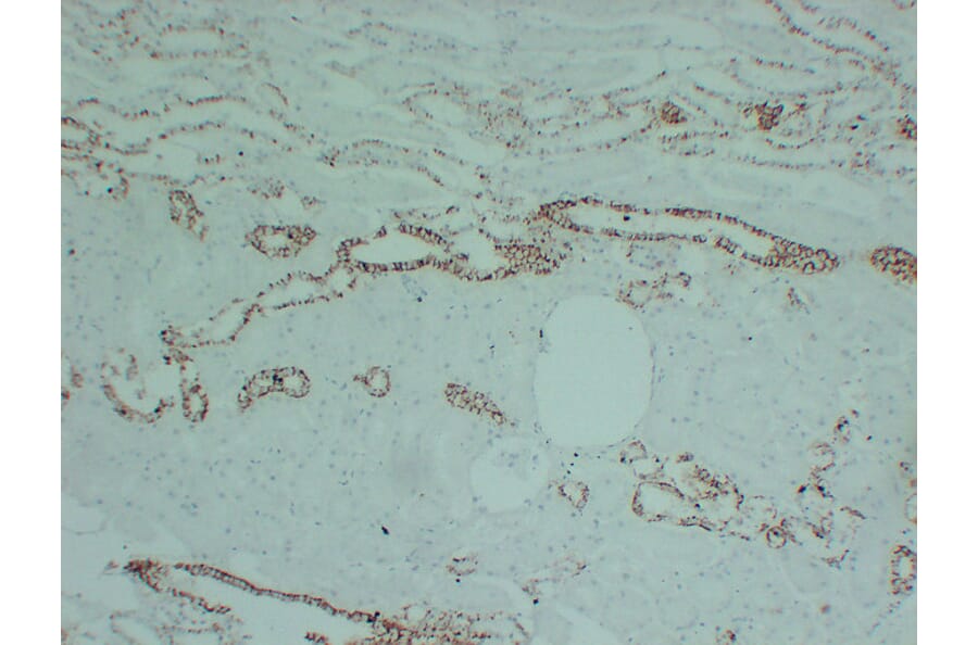 Immunohistochemistry - Anti-Claudin 7 Antibody (V0062) - Antibodies.com
