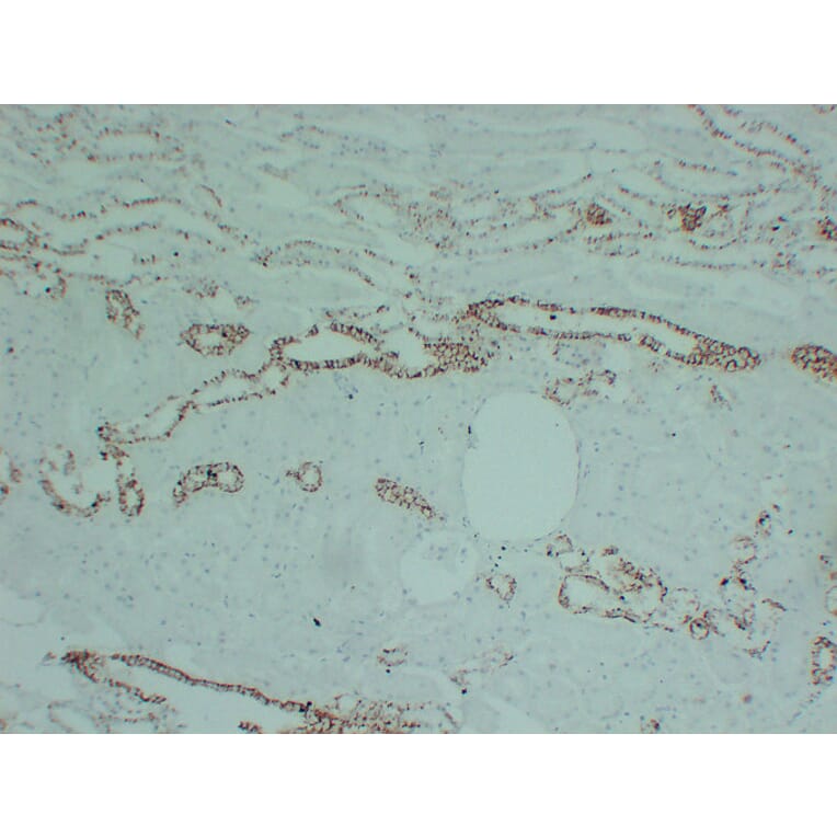 Immunohistochemistry - Anti-Claudin 7 Antibody (V0062) - Antibodies.com
