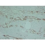 Immunohistochemistry - Anti-Claudin 7 Antibody (V0062) - Antibodies.com