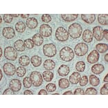 Immunohistochemistry - Anti-Claudin 4 Antibody (V0061) - Antibodies.com