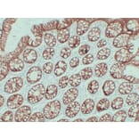Immunohistochemistry - Anti-Claudin 4 Antibody (V0061) - Antibodies.com