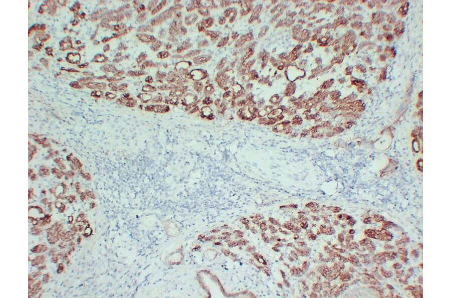 Immunohistochemistry - Anti-Claudin 4 Antibody (V0061) - Antibodies.com