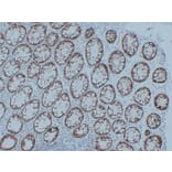 Immunohistochemistry - Anti-Claudin 3 Antibody (V0060) - Antibodies.com