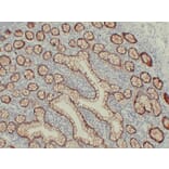 Immunohistochemistry - Anti-Claudin 3 Antibody (V0060) - Antibodies.com