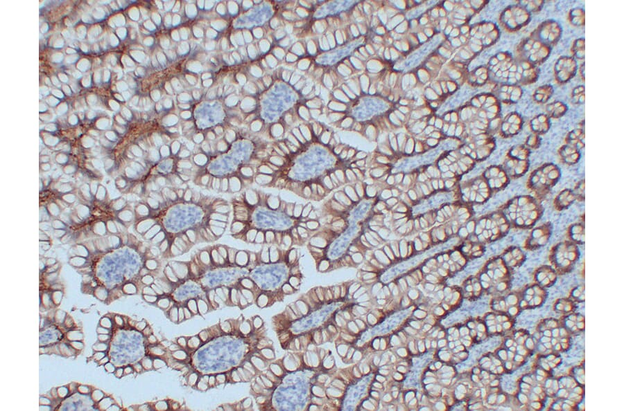 Anti-Claudin 3 Antibody [ABT-CLD3] (A97074) - IHC