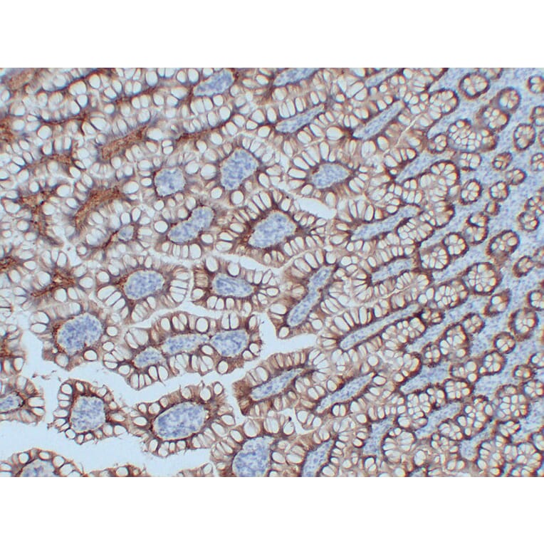 Immunohistochemistry - Anti-Claudin 3 Antibody (V0060) - Antibodies.com