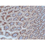 Immunohistochemistry - Anti-Claudin 3 Antibody (V0060) - Antibodies.com