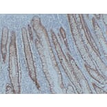 Immunohistochemistry - Anti-Claudin 3 Antibody (V0060) - Antibodies.com