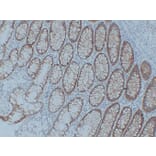 Immunohistochemistry - Anti-Claudin 3 Antibody (V0060) - Antibodies.com