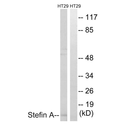 Western Blot - Anti-Stefin A Antibody (C0329) - Antibodies.com