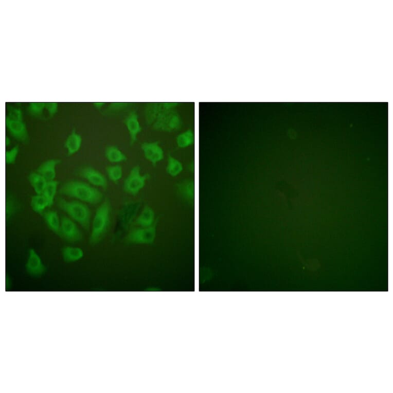 Immunofluorescence - Anti-Stefin A Antibody (C0329) - Antibodies.com