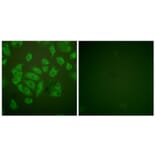 Immunofluorescence - Anti-Stefin A Antibody (C0329) - Antibodies.com
