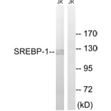 Western Blot - Anti-SREBP-1 Antibody (B8425) - Antibodies.com