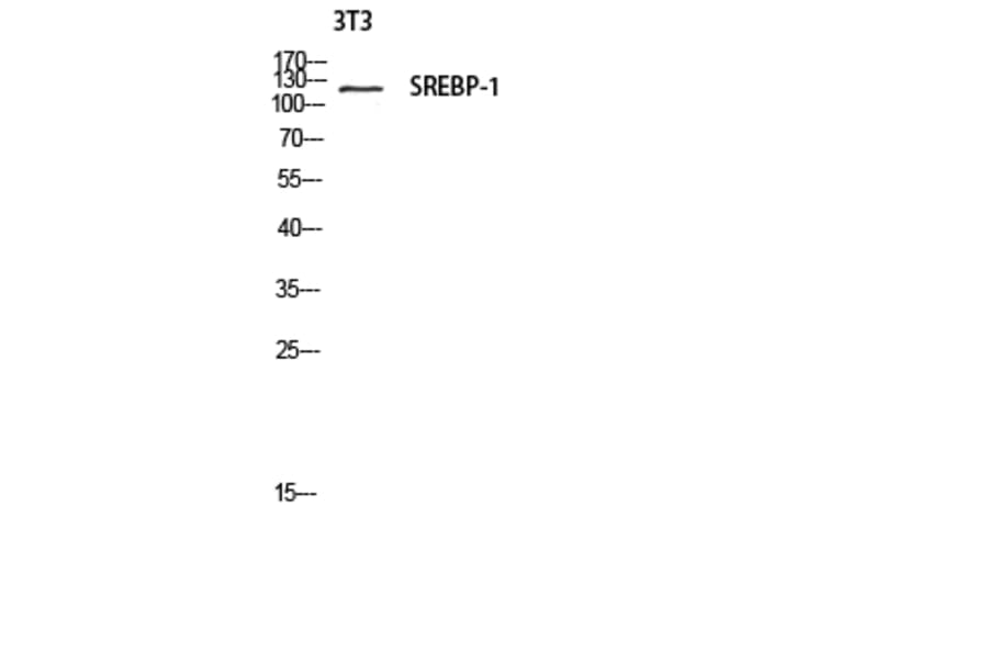 Western Blot - Anti-SREBP-1 Antibody (B8425) - Antibodies.com