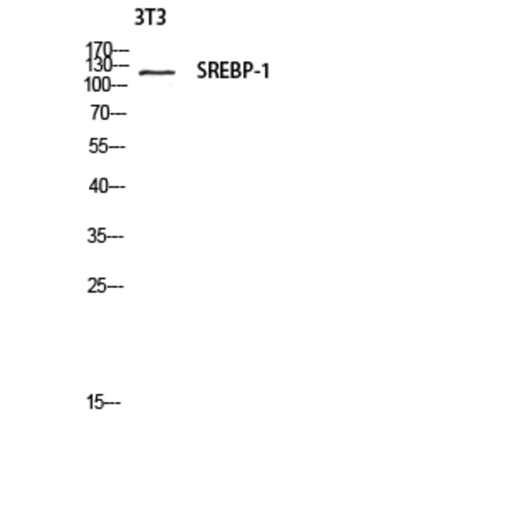 Western Blot - Anti-SREBP-1 Antibody (B8425) - Antibodies.com