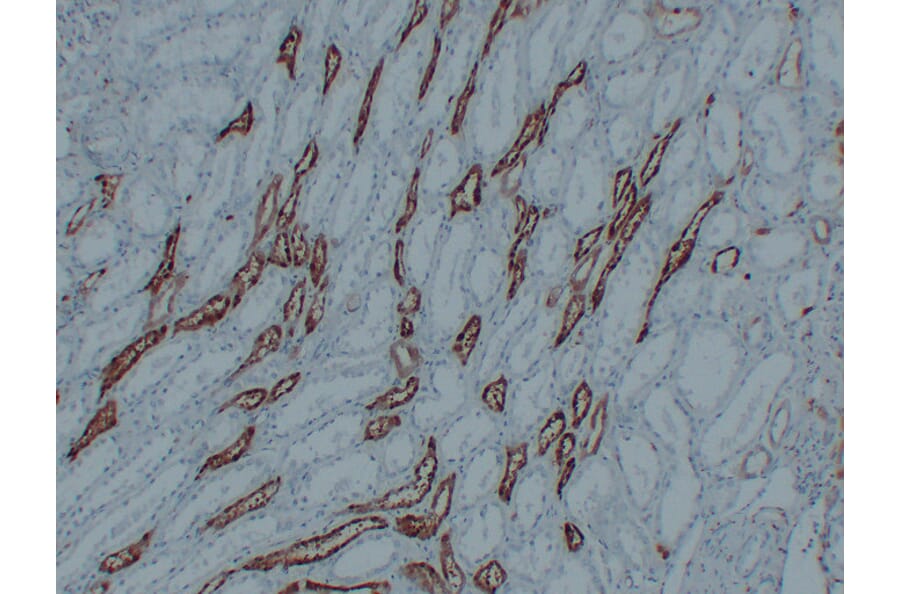 Immunohistochemistry - Anti-PGP 9.5 Antibody (V0110) - Antibodies.com