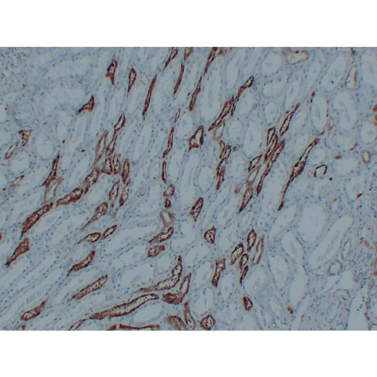 Immunohistochemistry - Anti-PGP 9.5 Antibody (V0110) - Antibodies.com