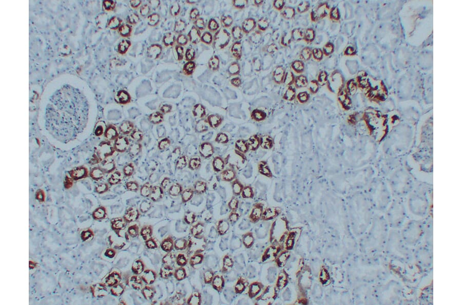 Immunohistochemistry - Anti-PGP 9.5 Antibody (V0110) - Antibodies.com