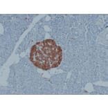 Immunohistochemistry - Anti-PGP 9.5 Antibody (V0110) - Antibodies.com