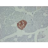 Immunohistochemistry - Anti-PGP 9.5 Antibody (V0110) - Antibodies.com
