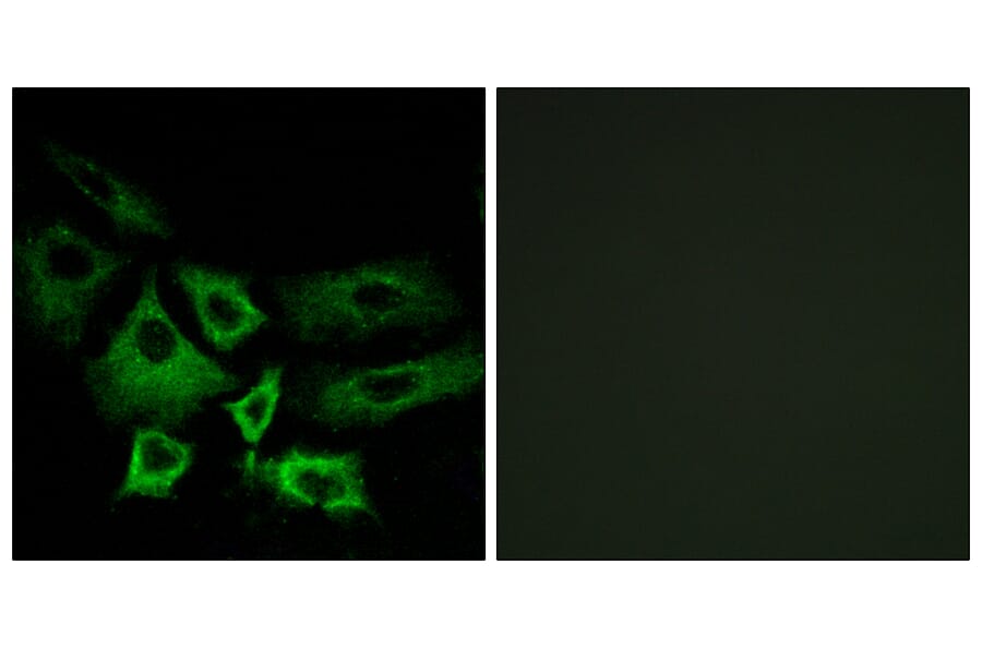 Immunofluorescence - Anti-NT5C1A Antibody (C15296) - Antibodies.com