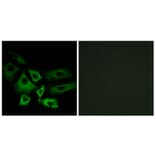 Immunofluorescence - Anti-NT5C1A Antibody (C15296) - Antibodies.com