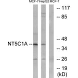 Western Blot - Anti-NT5C1A Antibody (C15296) - Antibodies.com