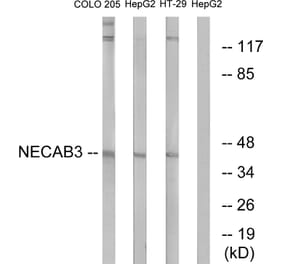 Western Blot - Anti-NECAB3 Antibody (C14455) - Antibodies.com