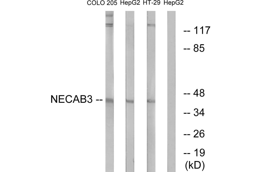 Western Blot - Anti-NECAB3 Antibody (C14455) - Antibodies.com