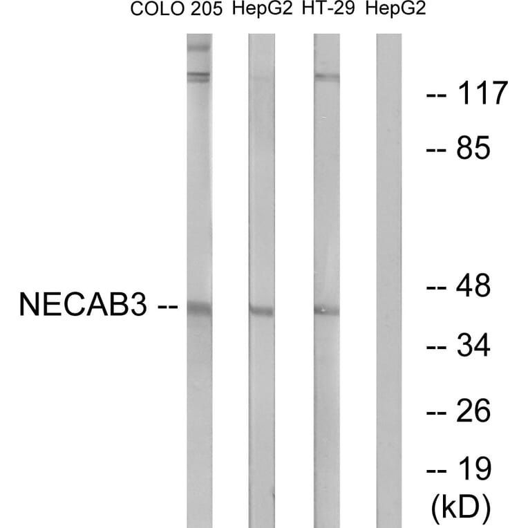 Western Blot - Anti-NECAB3 Antibody (C14455) - Antibodies.com