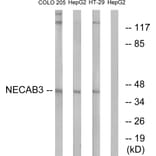 Western Blot - Anti-NECAB3 Antibody (C14455) - Antibodies.com