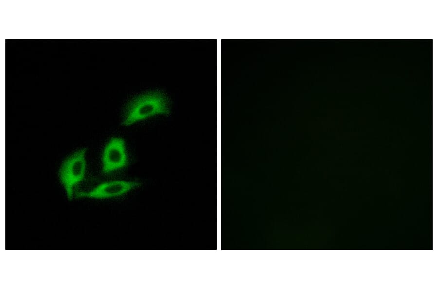 Immunofluorescence - Anti-NECAB3 Antibody (C14455) - Antibodies.com