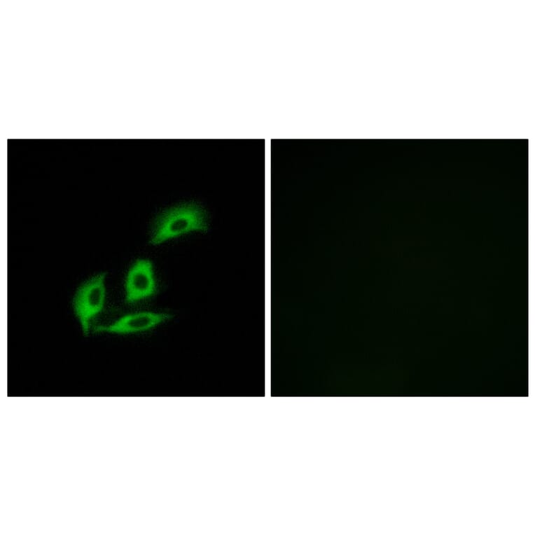Immunofluorescence - Anti-NECAB3 Antibody (C14455) - Antibodies.com