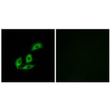 Immunofluorescence - Anti-NECAB3 Antibody (C14455) - Antibodies.com