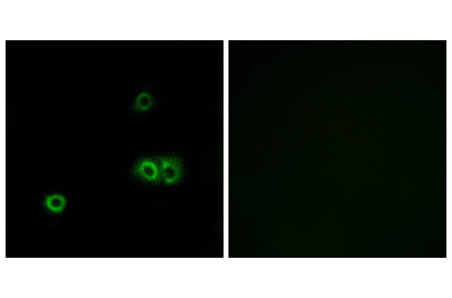 Immunofluorescence - Anti-MARCH5 Antibody (C15550) - Antibodies.com