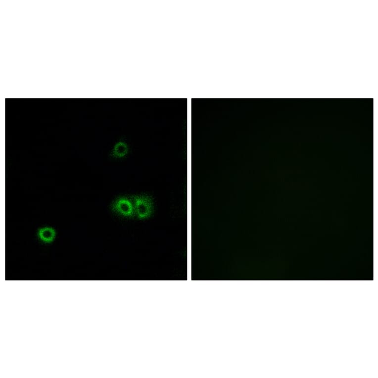 Immunofluorescence - Anti-MARCH5 Antibody (C15550) - Antibodies.com