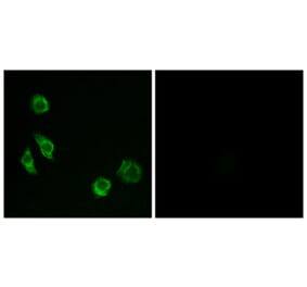 Immunofluorescence - Anti-GPRC5D Antibody (G320) - Antibodies.com