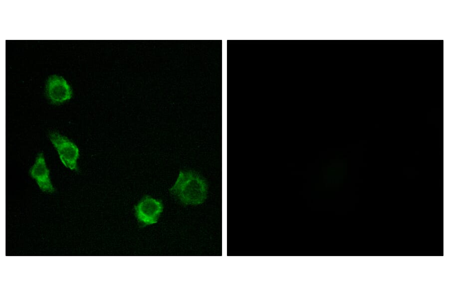 Immunofluorescence - Anti-GPRC5D Antibody (G320) - Antibodies.com
