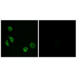 Immunofluorescence - Anti-GPRC5D Antibody (G320) - Antibodies.com