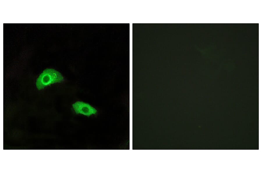 Immunofluorescence - Anti-GPR174 Antibody (G145) - Antibodies.com