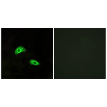 Immunofluorescence - Anti-GPR174 Antibody (G145) - Antibodies.com