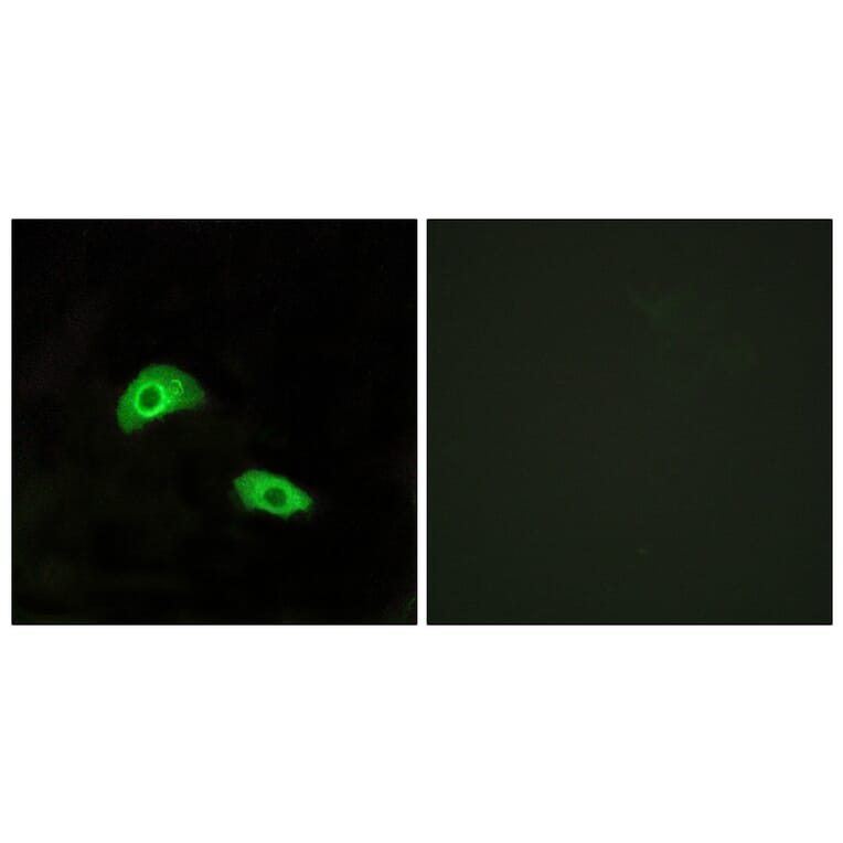 Immunofluorescence - Anti-GPR174 Antibody (G145) - Antibodies.com