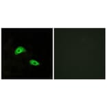 Immunofluorescence - Anti-GPR174 Antibody (G145) - Antibodies.com